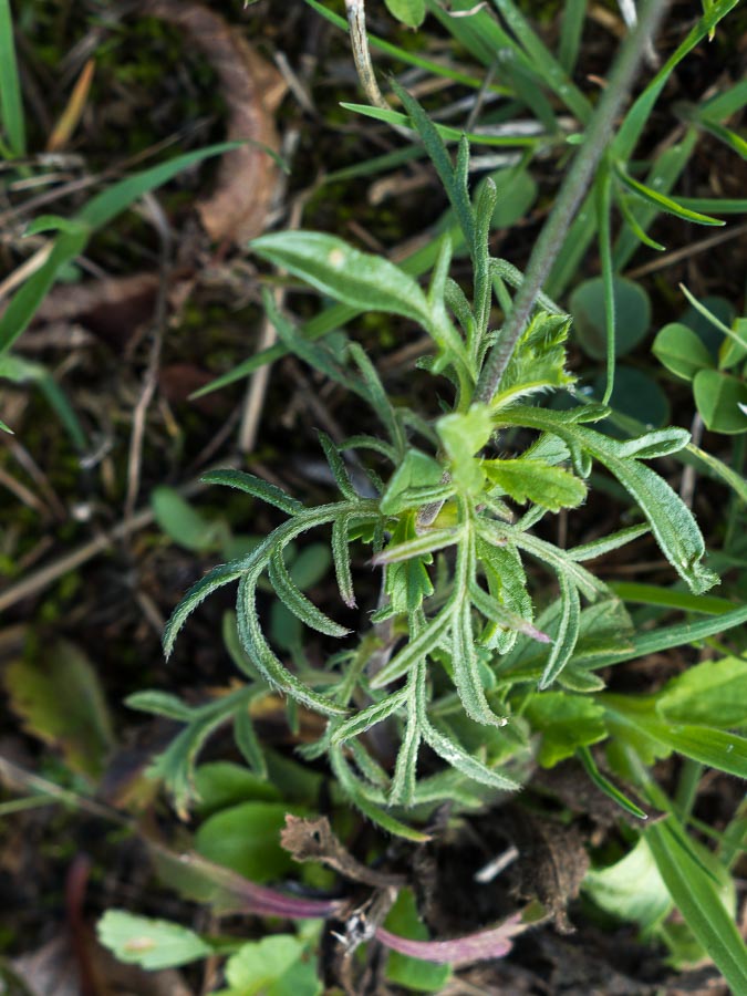 Sixalix atropurpurea / Vedovina marittima